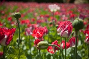 Afghanistan Poppy Cultivation at All-Time High