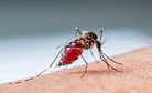 China Battles Worst Dengue Fever Outbreak in 20 Years