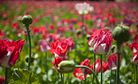 Afghanistan Poppy Cultivation at All-Time High