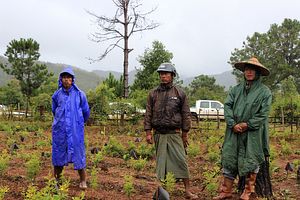 Can Coffee Replace Opium in Southern Shan State?