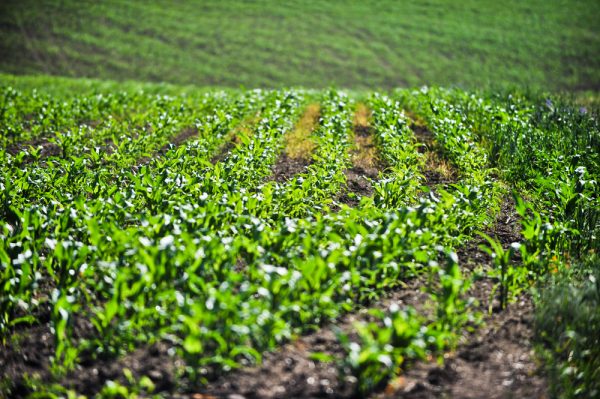 The Toxicity of Agriculture – The Diplomat