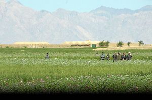 A Solution for Afghanistan’s Opium Crisis?