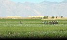 A Solution for Afghanistan’s Opium Crisis?