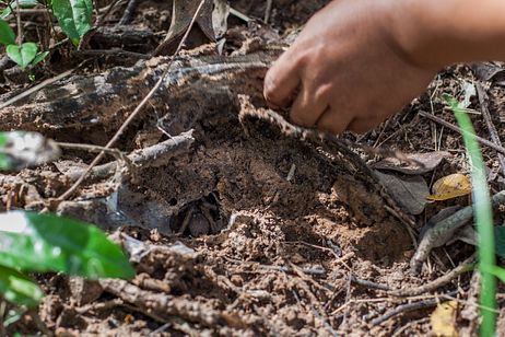 The Cambodian Tarantula Hunters – The Diplomat