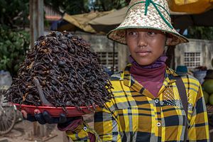 The Cambodian Tarantula Hunters