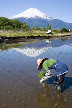 Agricultural Reforms in Japan Pave the Way for TPP