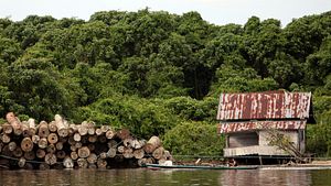 Is Indonesian Forestry Reform in Peril Under Jokowi?