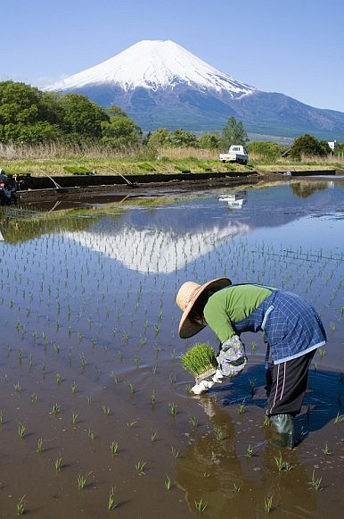 Agricultural Reforms in Japan Pave the Way for TPP