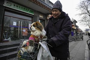 Saving China&#8217;s Dogs