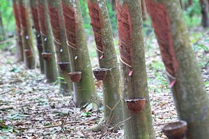 Burmese Leaders Outed by Global Witness Over Alleged Land Grabs