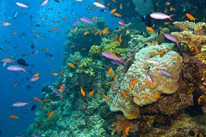 The Plan to Save the Great Barrier Reef