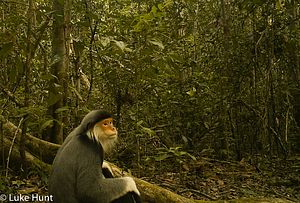 Hunt for Rare Indochina Wildlife Yields Results