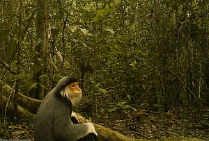 Hunt for Rare Indochina Wildlife Yields Results