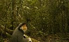 Hunt for Rare Indochina Wildlife Yields Results