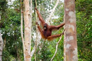 Saving Indonesia’s Forests