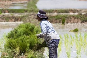 A Bovine Warning for Cambodia’s Rice Crop