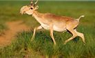 Did Climate Change Kill 220,000 Antelope in Kazakhstan?