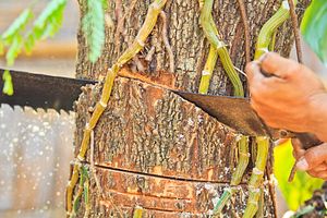 Illegal Logging Throws a Wrench Into China-Myanmar Relations