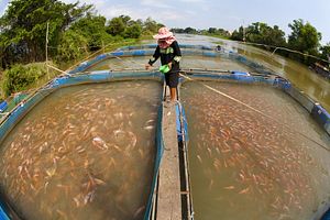 Governments Need to Spend More on Fish Farming
