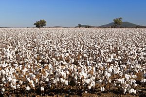 Forced Labor Persists in Uzbek Cotton Harvest