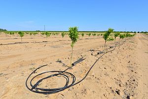 Asia’s Food Supply Weathers California’s Drought