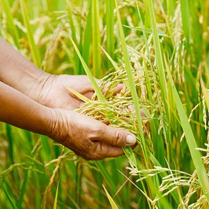 ‘New’ Rice Scheme Reveals Thailand Junta’s Dearth of Ideas