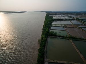 In the Mekong Delta: Erosion, Pollution, and Millions of Shrimp