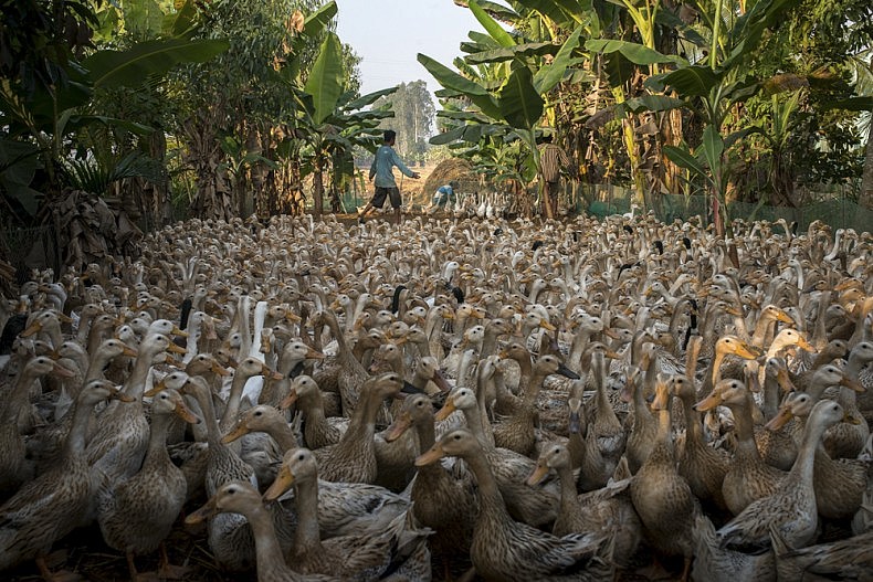 Roughly 2000 ducks wait to be injected with antibiotics. With animals living in such high concentrations, injections are needed regularly to prevent infection. Photo by Luc Forsyth.