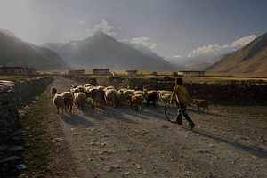 The Rupshu Pastoralists The Rupshu Pastoralists