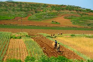 The Limits of Agricultural Reform in North Korea
