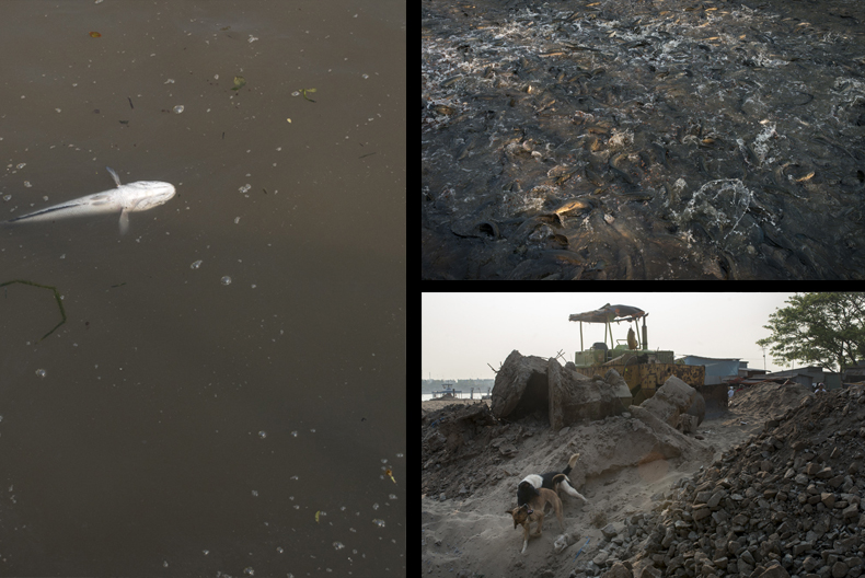 A dead fish floats in a pond while in another a large number roil wildly; nearby new ponds were being constructed. Photos by Luc Forsyth.