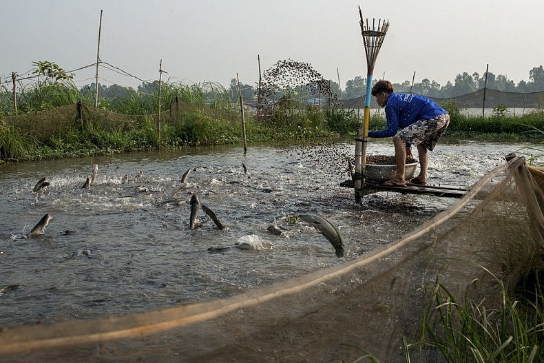 Fish jump from the water of an inland farm during the afternoon feeding. Throughout Vietnam's Mekong delta, locals report drastic decreases in the numbers of fish being caught in the river, and some are abandoning the Mekong altogether to build more profitable fish farms further inland. Photo by Luc Fosyth.