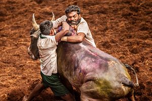 The Rights and Traditions Rodeo: India’s Jallikattu Ban