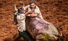 The Rights and Traditions Rodeo: India’s Jallikattu Ban