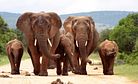China's Uphill Battle Against the Ivory Trade 