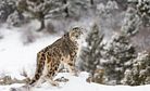 Mining Licenses, Snow Leopards, and a Mysterious Death
