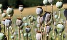 Is Poppy Production Really Down in Afghanistan?