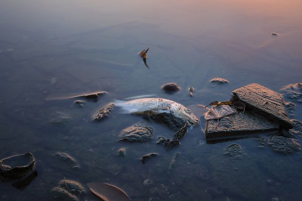 Fish ripping in Hanoi, Vietnam - Bushguide 101