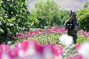 Legalizing Opium Won&#8217;t Work for Afghanistan