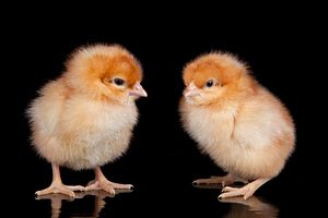 A Choice in Uzbekistan: Freshly Hatched Chicks or Cash?