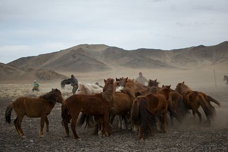 A Haircut for Mongolia&#8217;s &#8216;Half-Wild&#8217; Horses