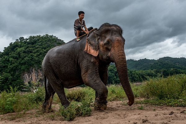 Laos: The Land of a Million Elephants – The Diplomat