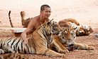 The Tragic Tale of Thailand’s Tiger Temple 