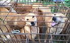 Yulin Dog Meat Festival Begins In Spite of Global Condemnation