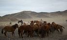 A Haircut for Mongolia's 'Half-Wild' Horses