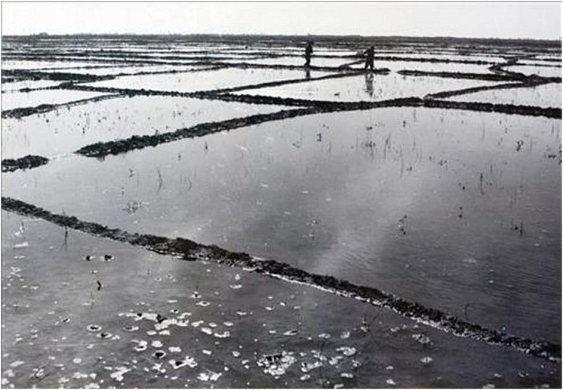 The swampland around Tashkent was first dried and then turned into rice fields. Courtesy of Victoria Kim.