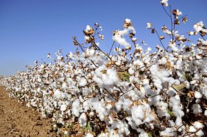 Cotton and Loans: Bad Business in Uzbekistan