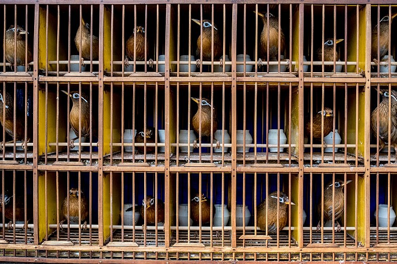 Caged songbirds in a public park in Xishuangbanna, China. Photo by Luc Forsyth.