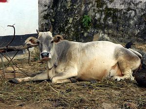 Having a Cow Over Beef: India&#8217;s Cattle Slaughter Ban Debate