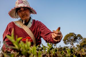 Pu’er Tea: Worth Its Weight in Silver